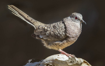 Картинка животные голуби инкская горлица хвост птица