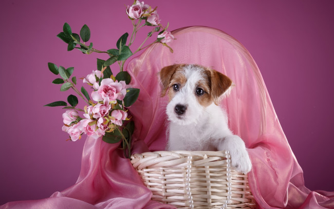 Обои картинки фото животные, собаки, корзина, силихем-терьер, щенок, ожерелье, розы