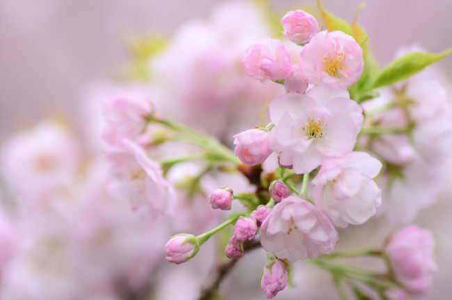 Обои картинки фото цветы, сакура,  вишня, цветение, цветочки, листики, нежно, ветка