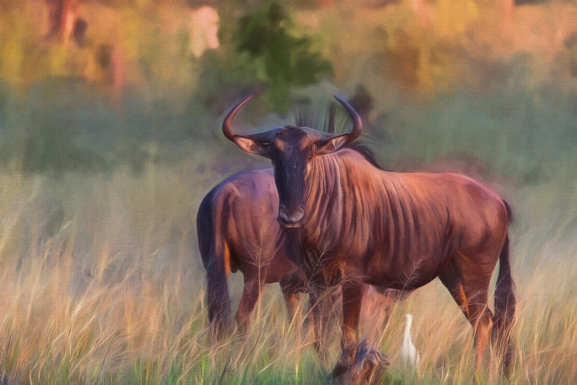 Обои картинки фото рисованное, животные, быки, животное, луг, трава