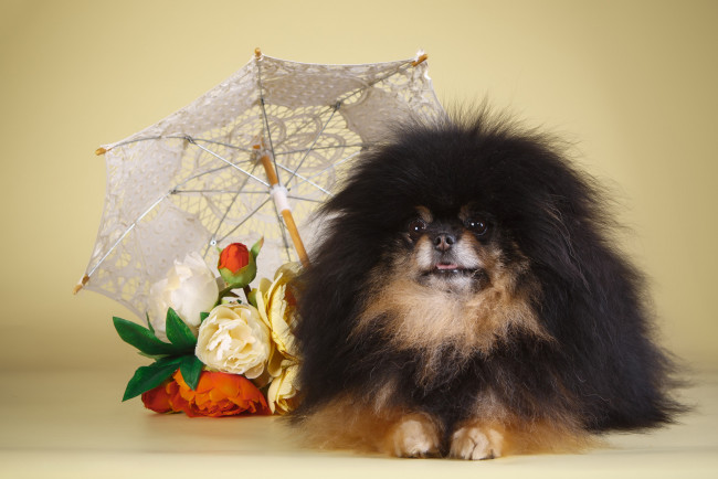 Обои картинки фото животные, собаки, зонтик, букет, шпиц, щенок, собака, животное, цветы