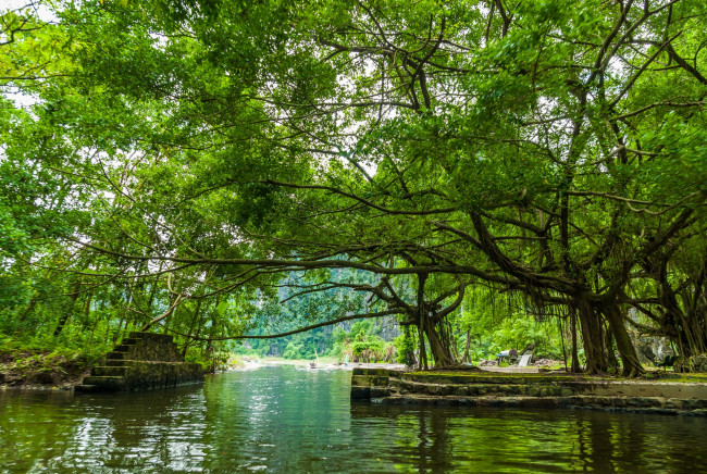 Обои картинки фото вьетнам, природа, реки, озера, водоем, деревья, ступени