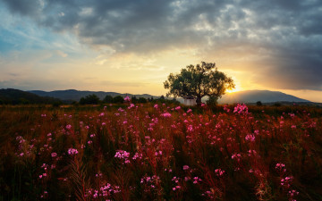 Картинка природа луга небо тучи цветы трава луг дерево
