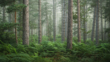 Картинка природа лес лето туман