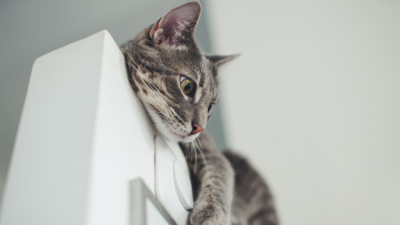 Картинка животные коты кот серый дверь
