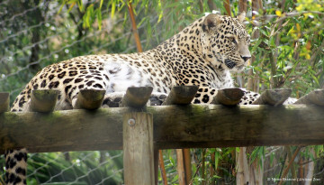 Картинка животные леопарды леопард площадка зоопарк