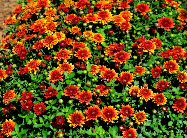 Обои картинки фото цветы, хризантемы, оранжевые, много