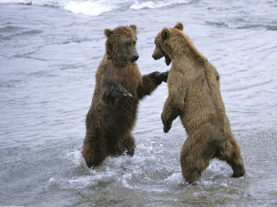обоя bear, boxing, животные, медведи