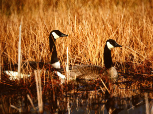 Картинка canadian geese seymour indiana животные гуси