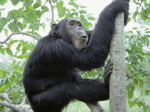 Картинка chimpanzee gombe national park tanzania africa животные обезьяны