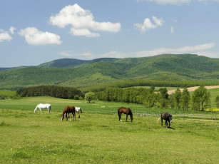 Картинка животные лошади