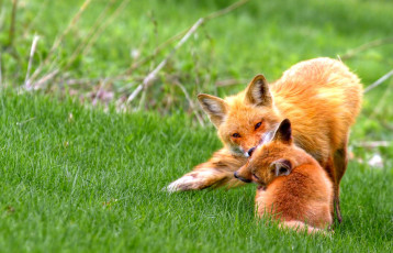 Картинка животные лисы рыжий малыши игра