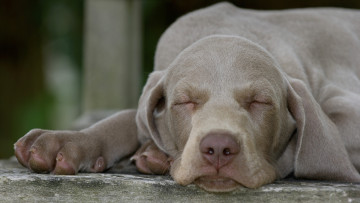 Картинка животные собаки веймаранер пёс сон