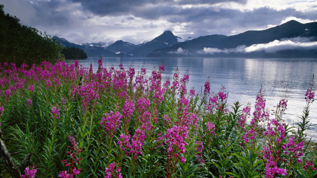 Обои картинки фото природа, реки, озера, горы, озеро, цветы