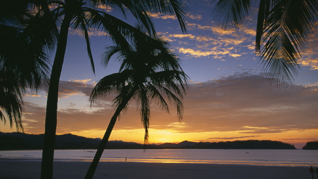 Обои картинки фото природа, тропики, закат, пальмы