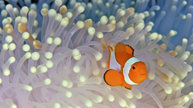 Обои картинки фото животные, рыбы, anemonefish, clownfish