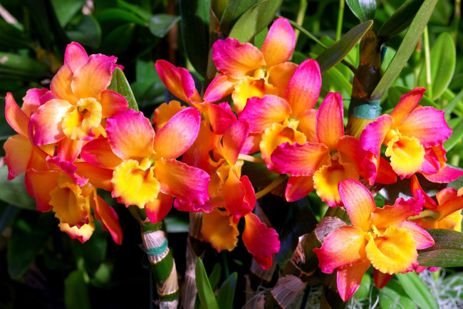 Обои картинки фото цветы, орхидеи, желтый, много, малиновый