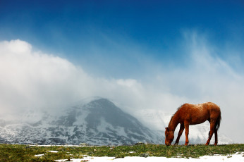 Картинка животные лошади горы