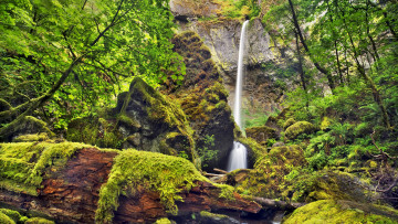 Картинка природа водопады деревья мох водопад
