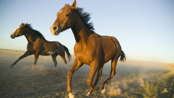 Картинка животные лошади мерин