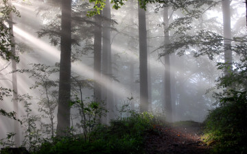 Картинка природа лес туман свет