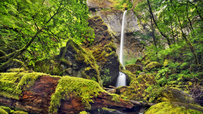 Обои картинки фото природа, водопады, деревья, мох, водопад
