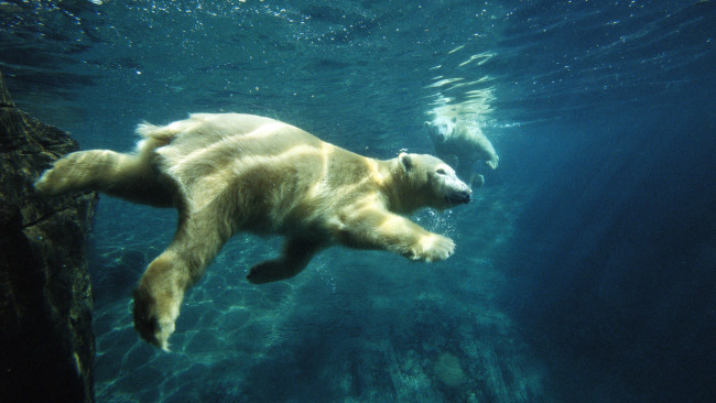 Обои картинки фото животные, медведи, белый, медведь