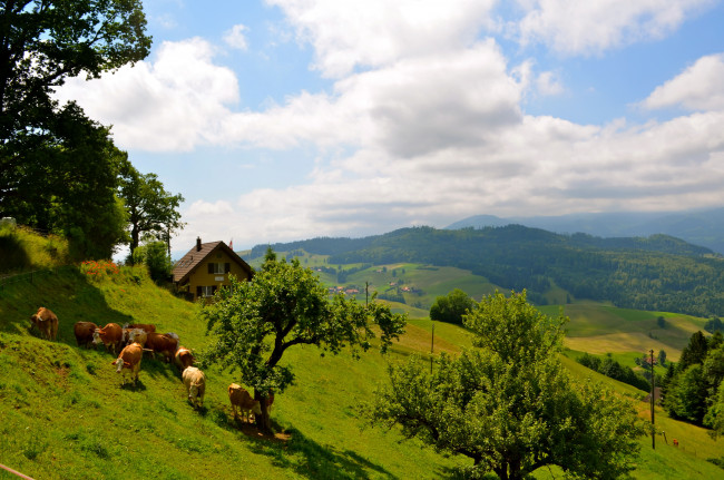 Обои картинки фото switzerland, природа, пейзажи, луга, коровы, дом