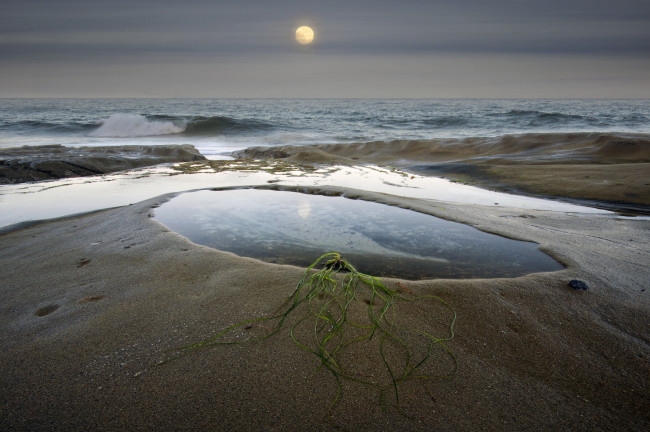 Обои картинки фото природа, побережье, растение, водоросли, луна, песок, лужа, море