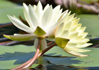 Картинка цветы лилии водяные нимфеи кувшинки пара дуэт