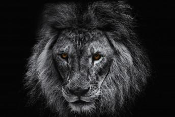 Картинка животные львы портрет царь