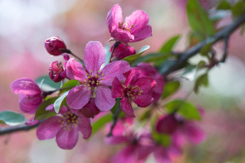 Картинка цветы цветущие деревья кустарники ветка весна