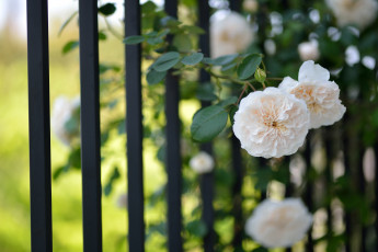 Картинка цветы розы забор