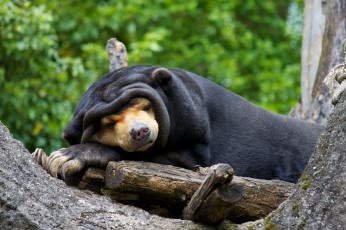 Картинка животные медведи сон