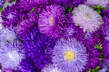 Картинка цветы астры осень фиолетовый