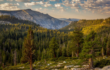 Картинка california yosemite national park природа горы лес