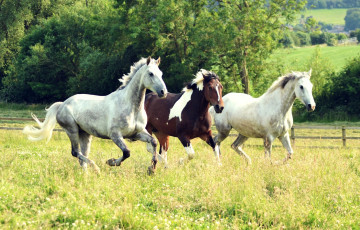 Картинка животные лошади тройка бег