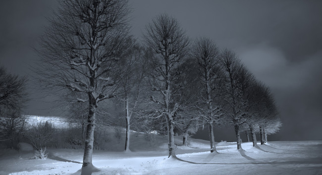 Обои картинки фото природа, зима, деревья, тень