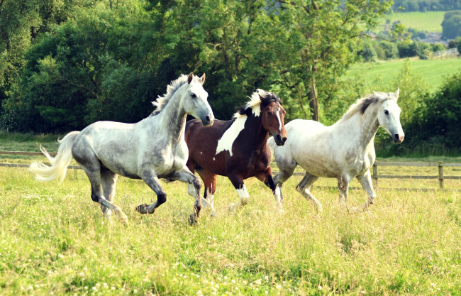 Обои картинки фото животные, лошади, тройка, бег