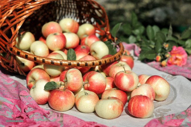 Обои картинки фото еда, Яблоки, корзина, яблочки