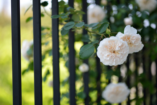Обои картинки фото цветы, розы, забор