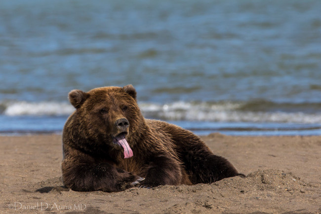 Обои картинки фото животные, медведи, бурый, пляж, язык