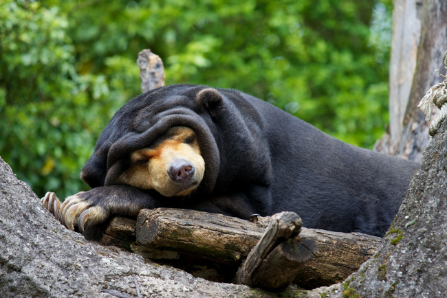 Обои картинки фото животные, медведи, сон