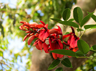 Картинка цветы эритрина