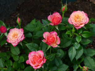 Картинка цветы розы розовые кусты
