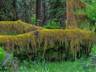 Картинка природа лес мох бревно чаща