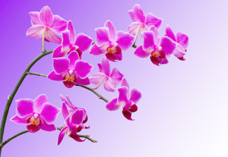 Картинка цветы орхидеи макро лепестки ветка орхидея