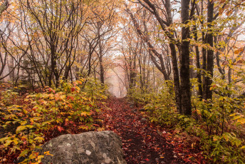 Картинка природа дороги лес осень туман тропинка камень