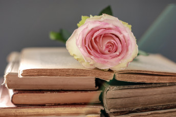 Картинка разное канцелярия +книги роза книги цветок нежный
