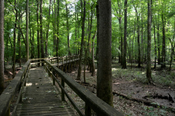 Картинка природа дороги лес дорожка мостик деревянный зелень деревья